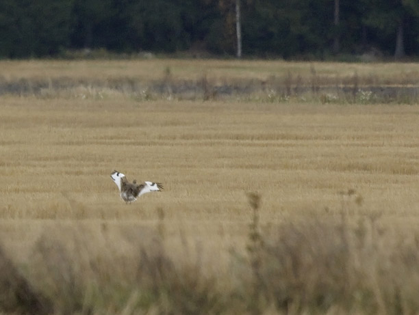 Pikkutrappi, Little Bustard, Tetrax tetrax